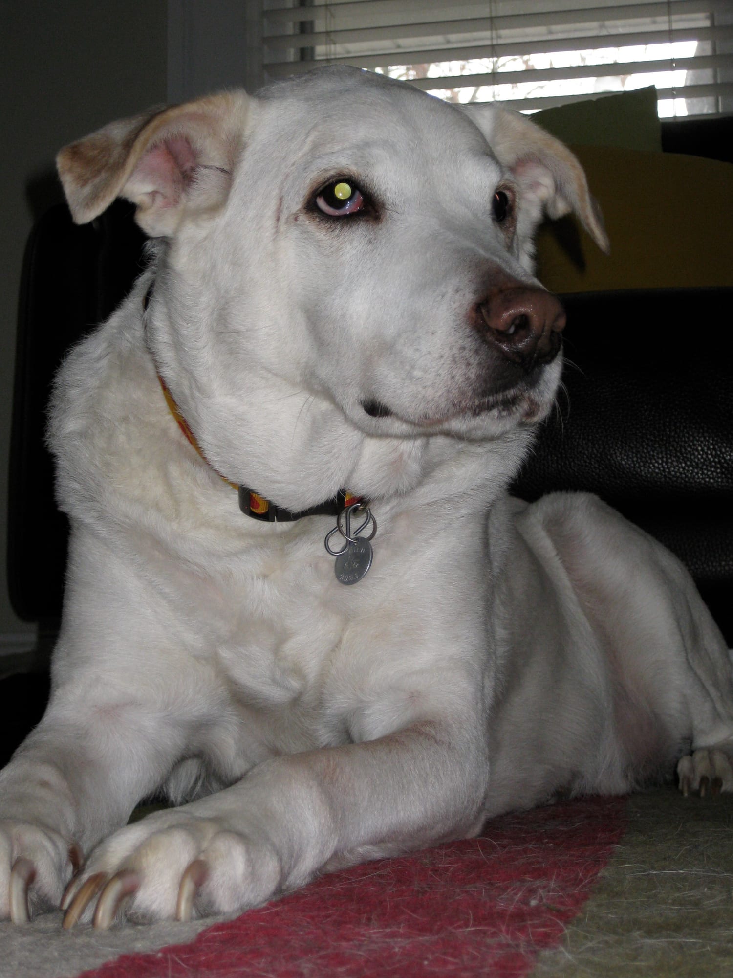 Ben, a white dog in a red collar, lying on a rug and glancing to the side