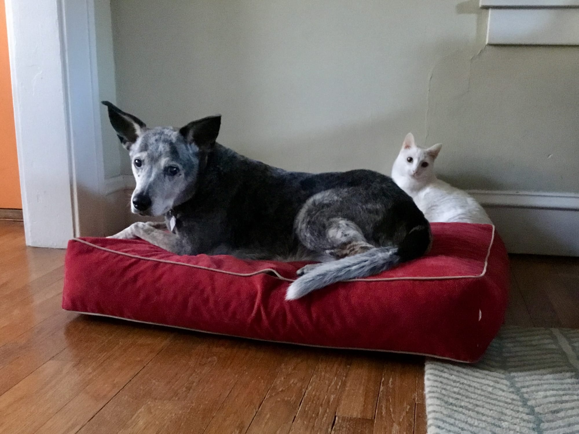 Lucy, a gray and black dog, lying on a red dog bed with Luna, a white cat, curled up behind her